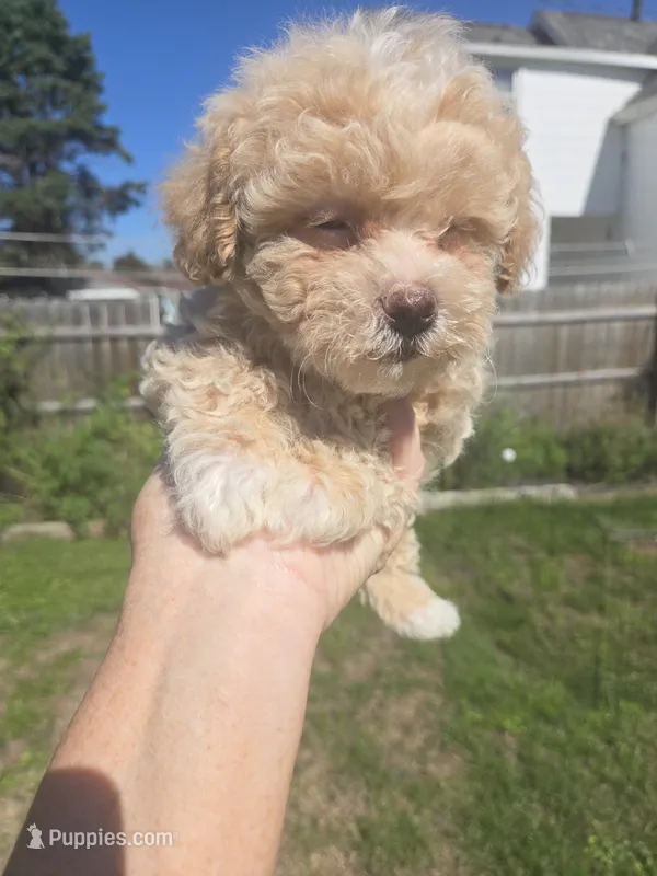 Zeus – Shihpoo puppy for sale in Rock Island, IL