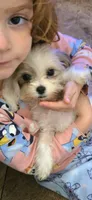 Brooklyn, a female Shihpoo for sale in Elgin, OK – Photo 2 of 4