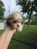 Tyson, a male Shihpoo for sale in Rock Island, IL – 6 of 8