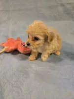 Maxwell , a male Shihpoo for sale in Rock Island, IL – 1 of 6