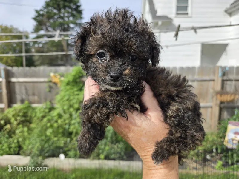 Cali – Shihpoo puppy for sale in Rock Island, IL