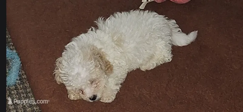 Muffin – Shihpoo puppy for sale in Rock Island, IL