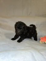 Jet, a male Shihpoo for sale in Rock Island, IL – 3 of 3