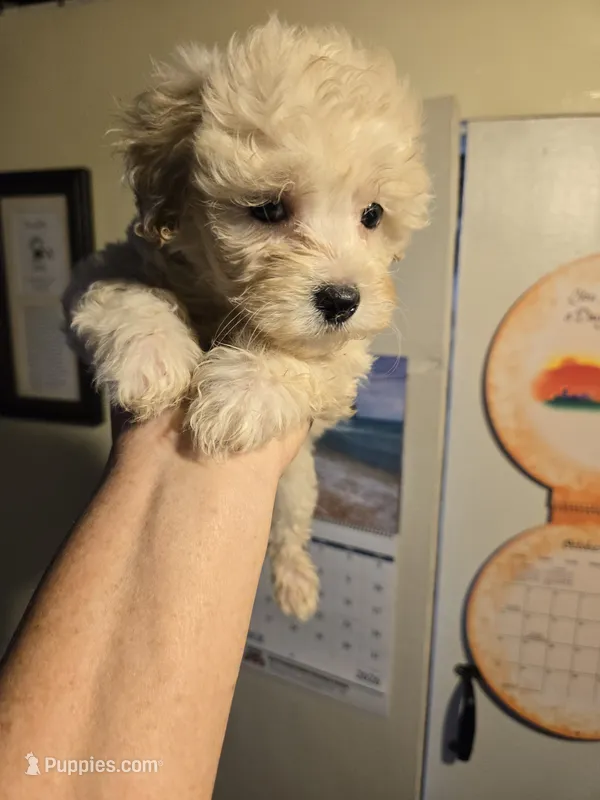 Cotton  – Shihpoo puppy for sale in Rock Island, IL