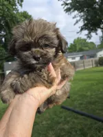 Cinnamon , a male Shihpoo for sale in Rock Island, IL – 4 of 6