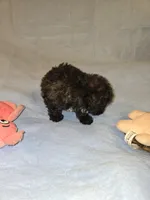 Cali, a female Shihpoo for sale in Rock Island, IL – 2 of 4