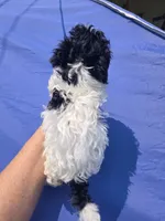 Olivia, a female Shihpoo for sale in Rock Island, IL – 2 of 2