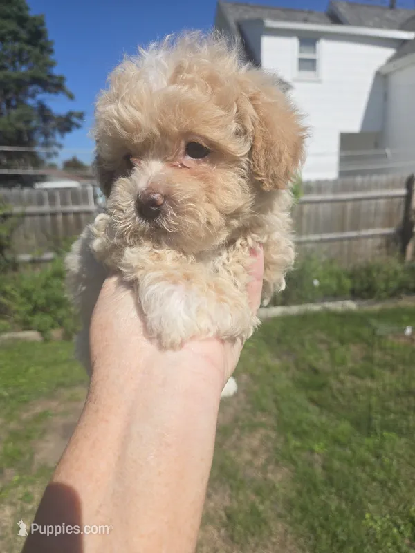 Cinnamon  – Poodle - Toy  puppy for sale in Rock Island, IL