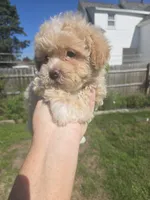 Cinnamon , a male Poodle - Toy  for sale in Rock Island, IL – 1 of 5