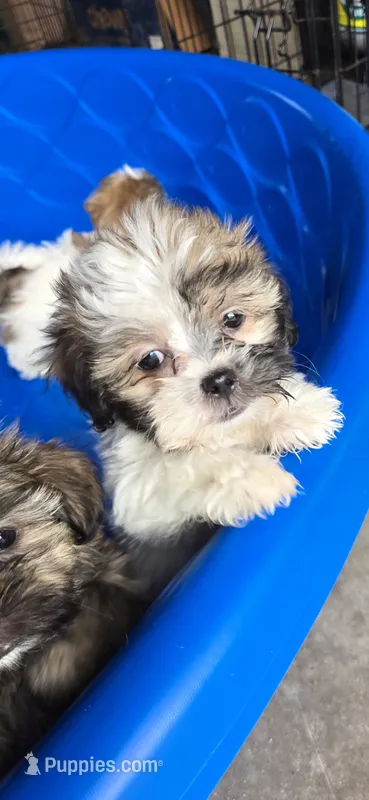 Harley – Shihpoo puppy for sale in Rock Island, IL