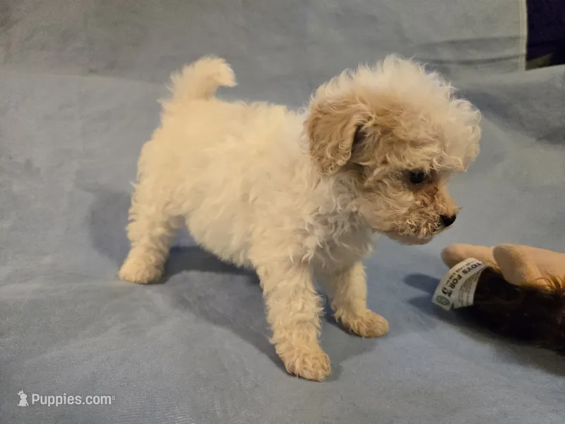 Muffin – Shihpoo puppy for sale in Rock Island, IL