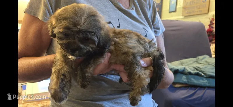 Tyson – Shihpoo puppy for sale in Rock Island, IL