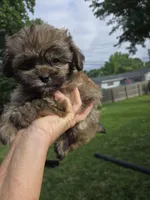 Cinnamon , a male Shihpoo for sale in Rock Island, IL – 2 of 6