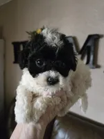 Olivia, a female Poodle - Toy  for sale in Elgin, OK – Photo 2 of 3