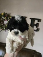 Olivia, a female Poodle - Toy  for sale in Elgin, OK – Photo 1 of 3