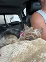 Stella, a female Yorkshire Terrier for sale in Anderson, SC – 7 of 8