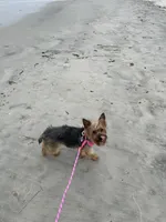 Stella, a female Yorkshire Terrier for sale in Anderson, SC – 5 of 8