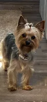 Stella, a female Yorkshire Terrier for sale in Anderson, SC – 1 of 8