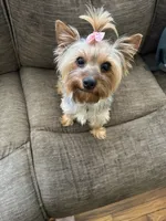 Stella, a female Yorkshire Terrier for sale in Anderson, SC – 8 of 8