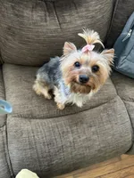 Stella, a female Yorkshire Terrier for sale in Anderson, SC – 6 of 8