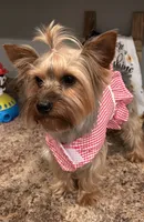 Stella, a female Yorkshire Terrier for sale in Anderson, SC – 2 of 8