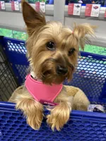 Stella, a female Yorkshire Terrier for sale in Anderson, SC – 4 of 8