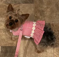 Stella, a female Yorkshire Terrier for sale in Anderson, SC – 3 of 8