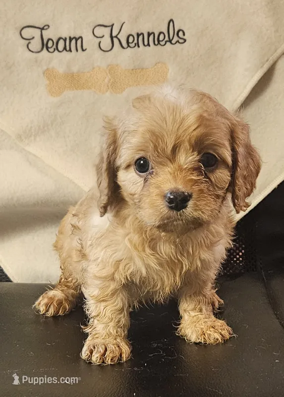 Joshua – Cavapoo puppy for sale in Rutherfordton, NC