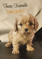 Joshua, a male Cavapoo for sale in Rutherfordton, NC – 1 of 5