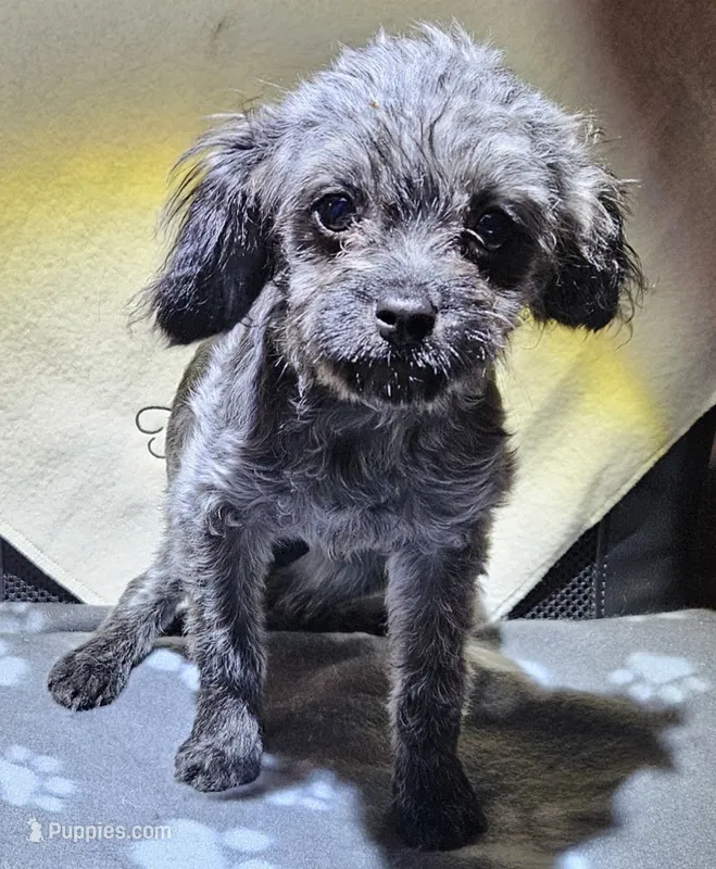 Iredessa – Cavapoo puppy for sale in Rutherfordton, NC