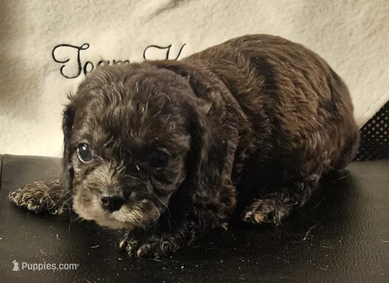 Romeo – Cavapoo puppy for sale in Rutherfordton, NC