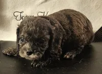 Romeo, a male Cavapoo for sale in Rutherfordton, NC – 2 of 5
