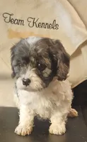 Kenny, a male Cavapoo for sale in Rutherfordton, NC – 2 of 6