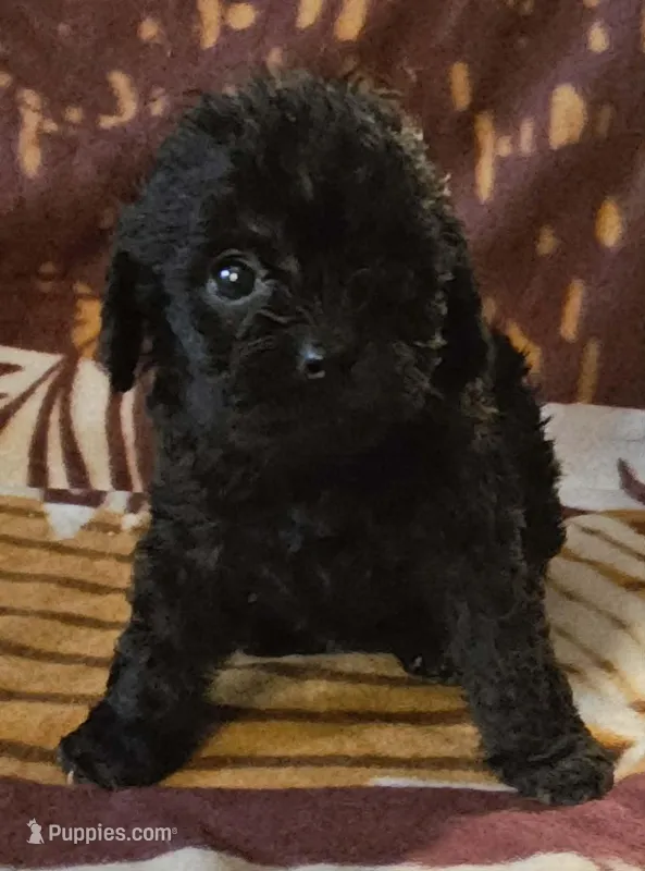 Iredessa – Cavapoo puppy for sale in Rutherfordton, NC