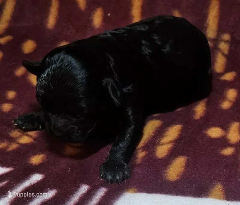 Iredessa – Cavapoo puppy for sale in Rutherfordton, NC