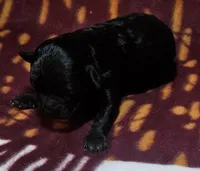 Iredessa, a female Cavapoo for sale in Rutherfordton, NC – Photo 1 of 3