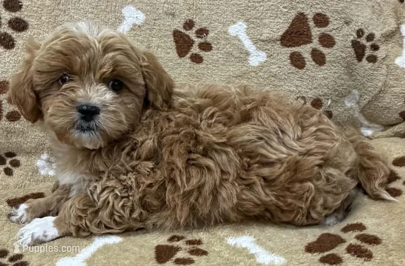 Nevan – Peekapoo puppy for sale in Rutherfordton, NC