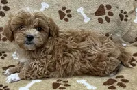 Nevan, a male Peekapoo for sale in Rutherfordton, NC – 1 of 5