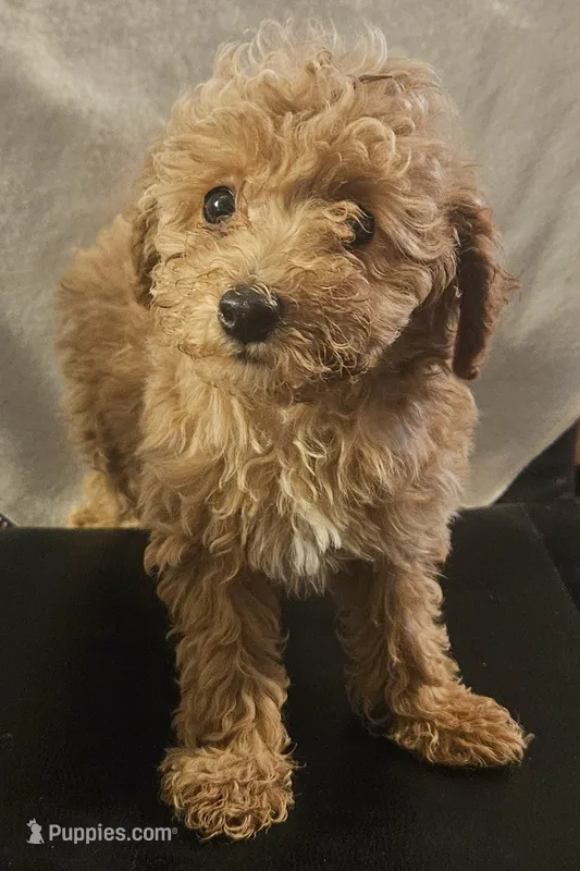 Amity – Poodle - Miniature  puppy for sale in Rutherfordton, NC