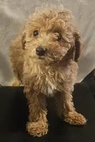 Amity, a female Poodle - Miniature  for sale in Rutherfordton, NC – 3 of 8
