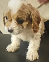 Burt, a male Cavapoo for sale in Rutherfordton, NC – 4 of 8