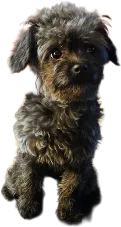Iredessa – Cavapoo puppy for sale in Rutherfordton, NC