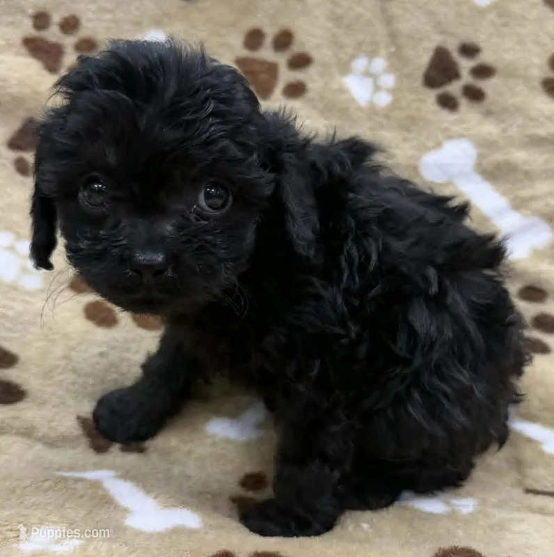 Iredessa – Cavapoo puppy for sale in Rutherfordton, NC