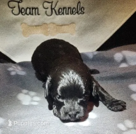 Spaghetti  – Cavapoo puppy for sale in Rutherfordton, NC
