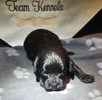 Spaghetti , a male Cavapoo for sale in Rutherfordton, NC – 1 of 3