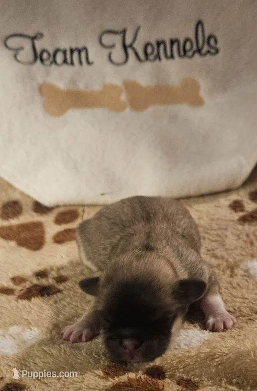 Rumble – Pekingese puppy for sale in Rutherfordton, NC