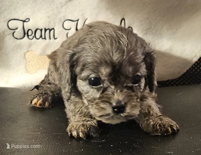 Cody – Cavapoo puppy for sale in Rutherfordton, NC