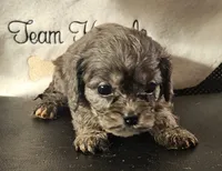 Cody, a male Cavapoo for sale in Rutherfordton, NC – 3 of 6