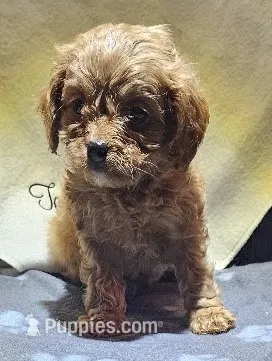 Ravioli  – Cavapoo puppy for sale in Rutherfordton, NC