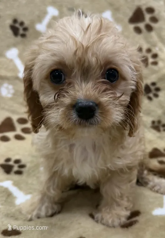 Mateo – Cavapoo puppy for sale in Rutherfordton, NC